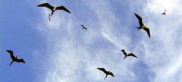 St Kitts & Nevis Ecology & Nature Frigate Birds